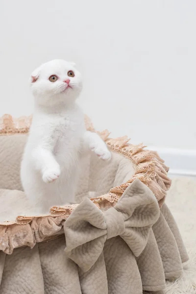 Beyaz yavru kedi İskoç bir sepet içinde — Stok fotoğraf