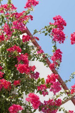 Beyaz evin çatısı parlak pembe renkler ile parçası