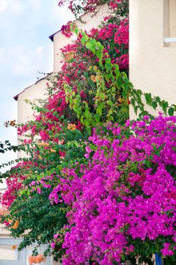 Beyaz evin çatısı parlak pembe renkler ile parçası
