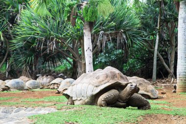 Mauritius, Afrika timsah parkta. Tartaruga gigante looki