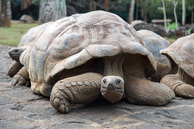 Mauritius timsah parkta. Tartaruga gigante CA'da arıyorsunuz