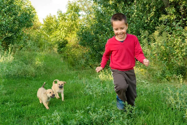 Маленький мальчик веселится, играя с двумя щенками на зеленом. — стоковое фото