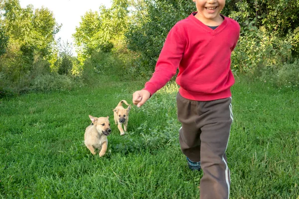 Um menino está se divertindo brincando com dois filhotes em um l verde — Fotografia de Stock