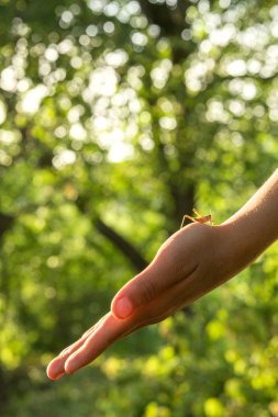 Bir çekirge, yeşil bir arka planda bir çocuğun üzerine oturur. 