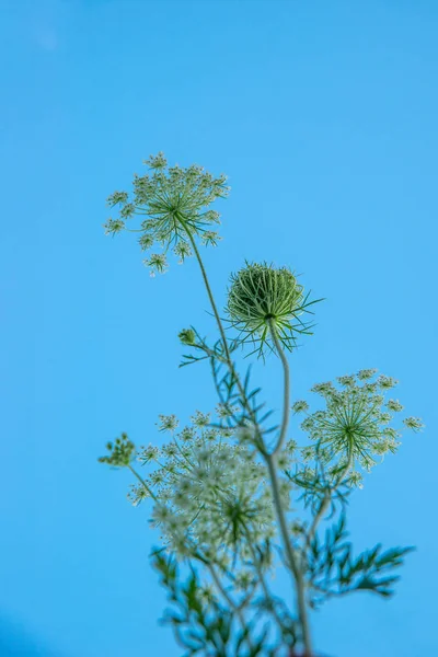 Flores silvestres contra un cielo azul en un día claro de primavera o verano — Foto de Stock