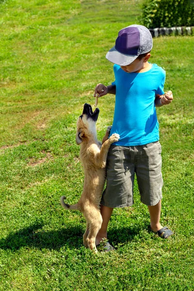 Menino brinca com um pequeno cachorro em uma rua da aldeia em uma clara — Fotografia de Stock