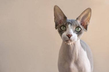 Closeup portrait of a pet of the  Sphynx cat against beige backg