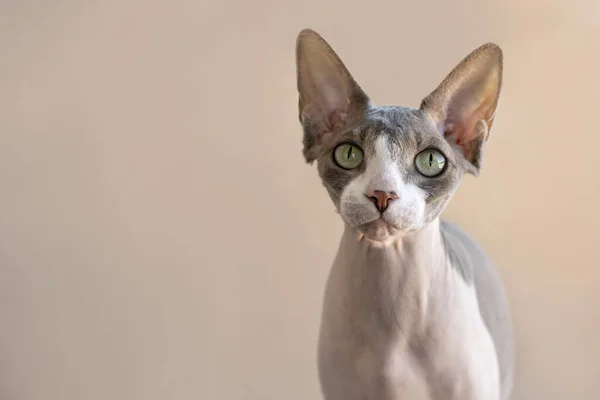 Closeup portrait of a pet of the  Sphynx cat against beige backg — Stockfoto