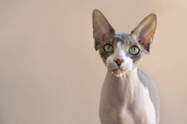 Half body portrait of a pet of the Canadian Sphynx cat against beige background.
