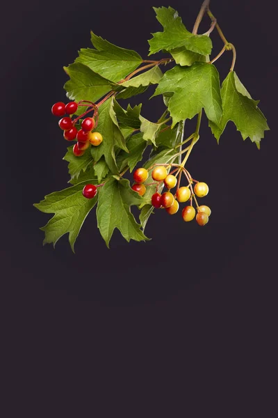 Aufnahme Eines Zweiges Mit Roten Viburnum Beeren Auf Dunklem Hintergrund — Stockfoto