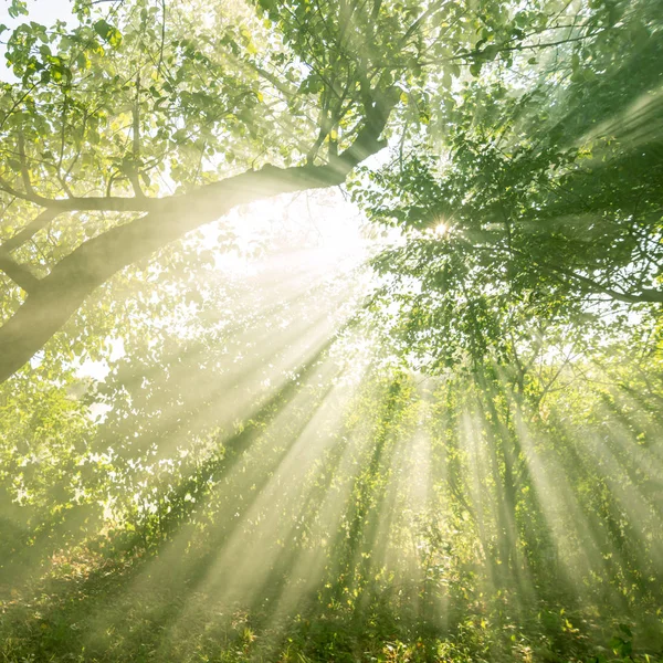 美しい森の風景 太陽の光は 春や夏の日没や日の出に庭や野生の森の木々の葉を通って彼らの道を作ります — ストック写真