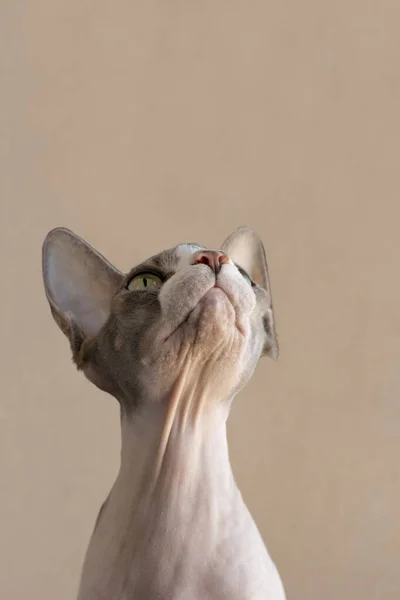 Shot Pet Canadian Sphynx Cat Carefully Looking Watching Something Beige — Stock Photo, Image