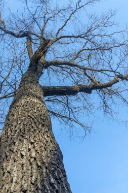 Yaprakları olmayan yalnız bir ağacın vuruşu. Karanlık bir gövde ile açık bir yay mavi gökyüzüne karşı.