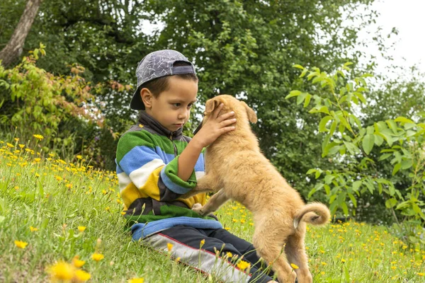 Tiro Menino Divertindo Brincando Com Filhote Cachorro Gramado Verde Com — Fotografia de Stock