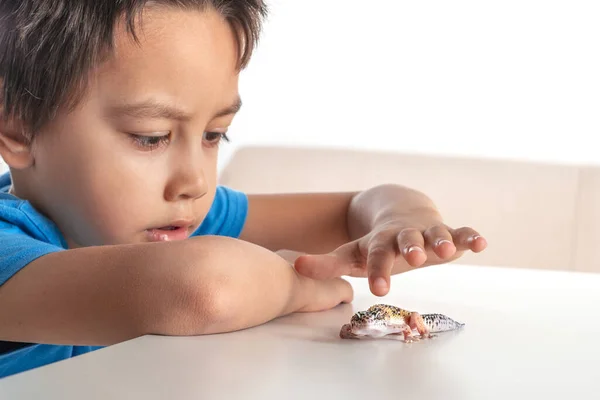 Close up portrait  of  little boy sitting at the table at home and stroking a lizard.    The concept of a happy childhood.  Children\'s hobbies.