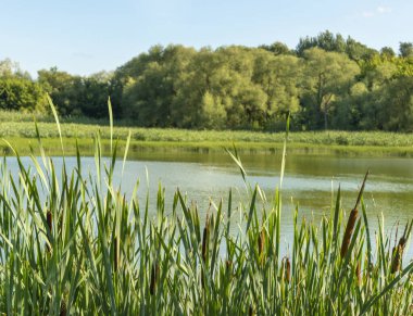 Ormanlarla çevrili göletin güzel manzarası ve bulutlu mavi gökyüzünün arka planında sazlıklar.
