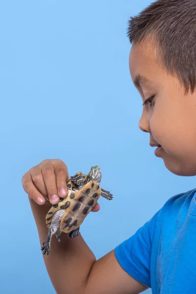 Tiro Menino Segurando Uma Tartaruga Mão Fundo Azul Com Cópia — Fotografia de Stock