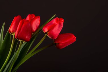 İlkbahar kırmızı laleleri, telif uzayı olan karanlık bir arka planda yakın plan. Kart, tebrikler, afiş