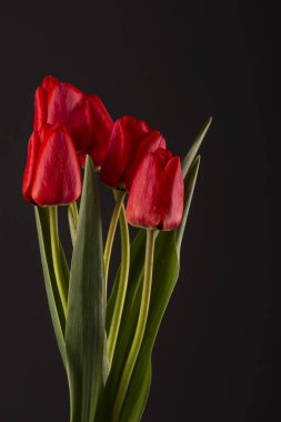İlkbahar kırmızı laleleri, telif uzayı olan karanlık bir arka planda yakın plan. Card, tebrikler.