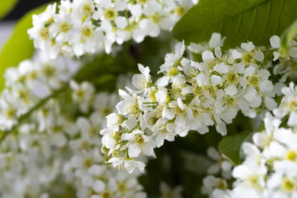 Gros Plan Cerisier Fleurs Avec Petites Fleurs Blanches Printemps — Photo