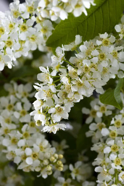 Primo Piano Albero Ciliegio Uccello Fiorito Con Piccoli Fiori Bianchi — Foto Stock