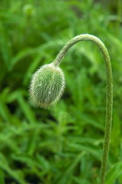 Güneşli bir bahar gününde yağmurdan sonra su damlacıklarıyla kapalı haşhaş tomurcuğu.