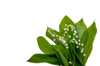 Beyaz arka planda bir buket nilüfer çiçeği ve fotokopi alanı.