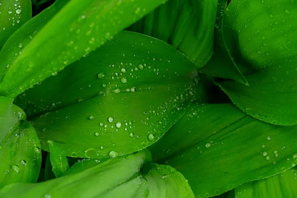 Shot of leaves of garden plants with drops of water after rain, closeup top view