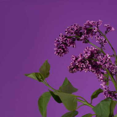 Stüdyoda kopya alanı olan leylak bir arka planda çiçek açan leylak filizleri. Kart, tebrikler, afiş