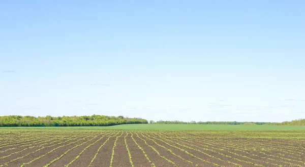 Schuss Landwirtschaftliches Feld Mit Gekeimten Sonnenblumensprossen Geordneten Reihen Einem Klaren — Stockfoto