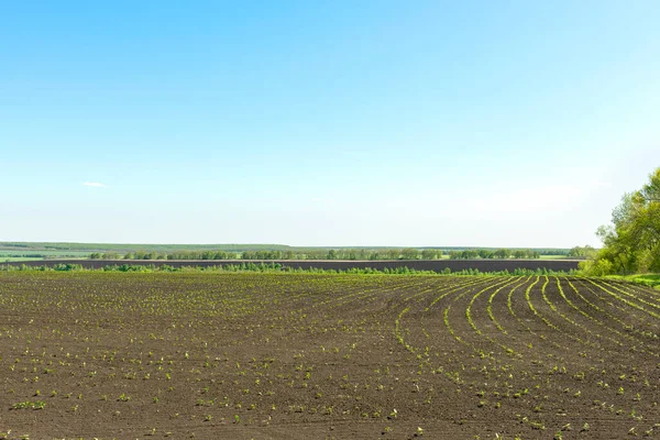 Schuss Landwirtschaftliches Feld Mit Gekeimten Sonnenblumensprossen Einem Klaren Frühlingstag — Stockfoto