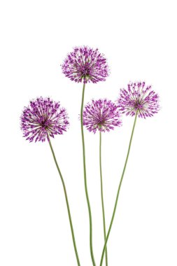 Dekoratif eflatun fiyonklar beyaz arka planda ve stüdyoda fotokopi alanı var. Kart, tebrikler, afiş