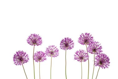 Dekoratif leylak fiyonkları beyaz arka planda ve stüdyoda fotokopi alanı var. Kart, tebrikler, afiş