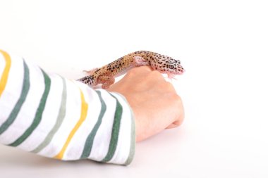 Evcil kertenkeleyle çocuk kaplaması ya da evdeki beyaz masada Eublepharis. Mutlu çocukluk kavramı. Çocukların hobileri..