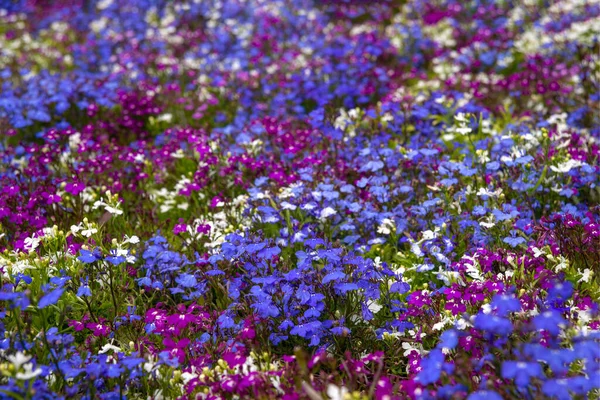 晴れた春や夏の日に塊茎に多色の装飾花のショット — ストック写真