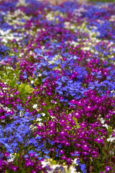 Colpo Fiori Decorativi Multicolori Una Clumba Una Giornata Limpida Soleggiata — Foto Stock