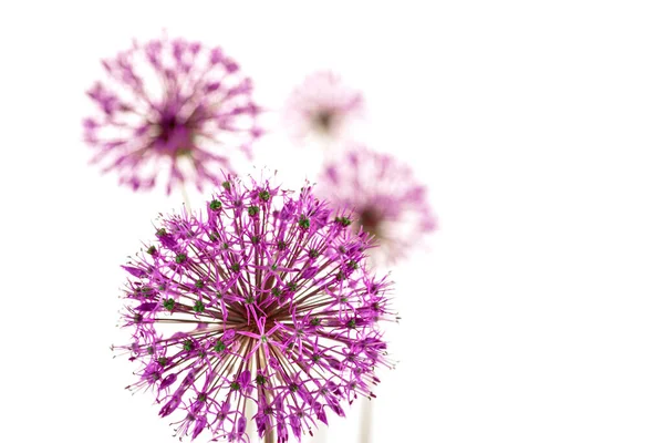  Stüdyoda beyaz arka planda çiçek açan leylak dekoratif fiyonkların kompozisyonu. Poster, pankart, kart