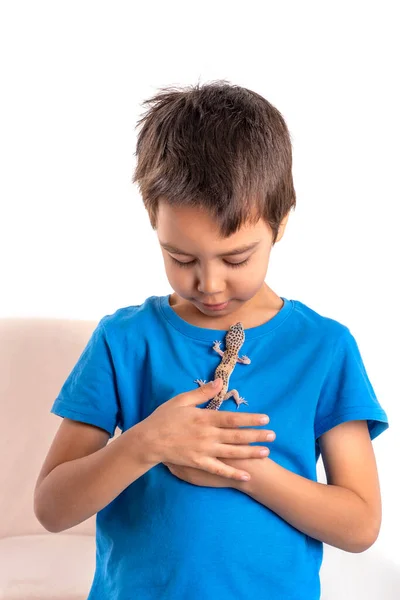 Tiro Menino Segurando Eublepharis Sua Mão Casa Conceito Uma Infância — Fotografia de Stock