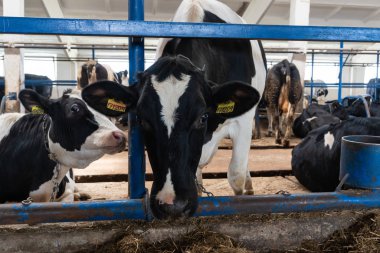 bir çiftlikte inekler. süt inekleri