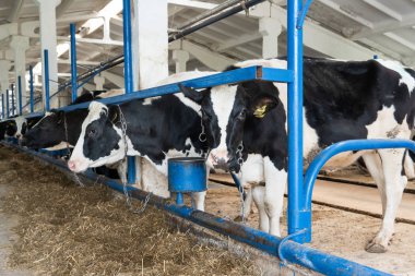 bir çiftlikte inekler. süt inekleri