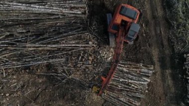 Ormanın yakınındaki bir tarlada Hasat Kesen Ağaç Gövdesi 'nin yukarıdan görünüşü. Orman ve kereste endüstrisi. Hasat makinesinde çam ağaçlarının arkasında ağaç keserken çekilmiş. Kamera hasatçıya yaklaşıyor.