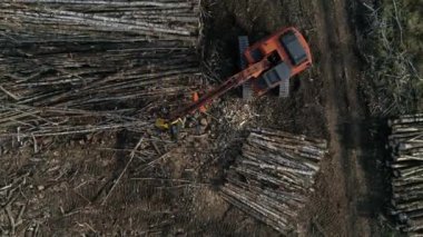 Ormanın yakınındaki bir tarlada Hasat Kesen Ağaç Gövdesi 'nin yukarıdan görünüşü. Orman ve kereste endüstrisi. Hasat makinesinde çam ağaçlarının arkasında ağaç keserken çekilmiş. Kamera kapanır.