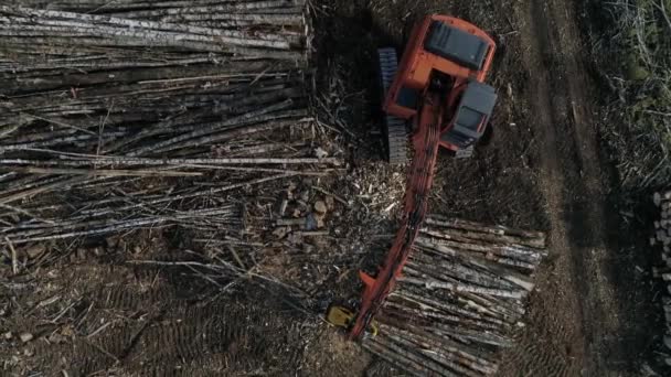 在森林附近的田野里 从空中俯瞰收获者砍树的过程 林业和木材业 在拍摄的收获机记录一棵树后面的松树群 摄像机接近收割机 — 图库视频影像