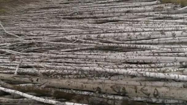 ツリーログの空中ビュー杭に積み込まれました ルマー 木材生産の過程における段階である梁や板に加工される木材 — ストック動画