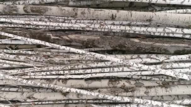 16歳 ツリーログが杭に積み込まれました ルマー 木材生産の過程における段階である梁や板に加工される木材 — ストック動画