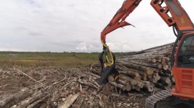 Ormanın yakınındaki tarlada hasat kesen ağaç gövdesi. Orman ve kereste endüstrisi. Hasat makinesinde çam ağaçlarının arkasında ağaç keserken çekilmiş. Kamera hasatçıya yaklaşıyor.
