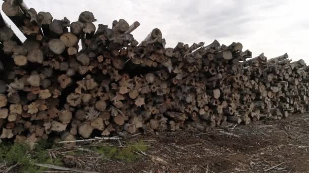 Trädloggar Staplade Högen Träslag Trä Som Kommer Att Bearbetas Till — Stockvideo