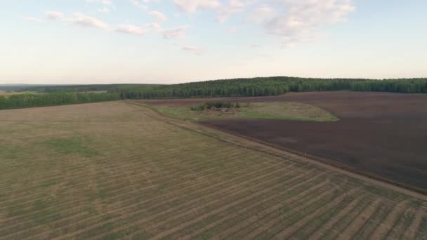 Aerial View Agricultural Field Surrounded Forest Dirt Road Runs Middle — Stock Video