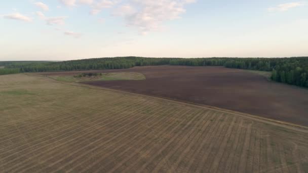 Vista Aérea Campo Agrícola Cercado Por Floresta Uma Estrada Terra — Vídeo de Stock