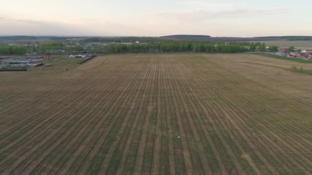 Paisagem Campo Trigo Árvores Fundo Construção Industrial Primavera Noite Drone — Vídeo de Stock